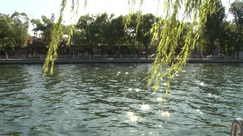 Sunlight reflecting in water, willow tree Stock Footage 54228581
