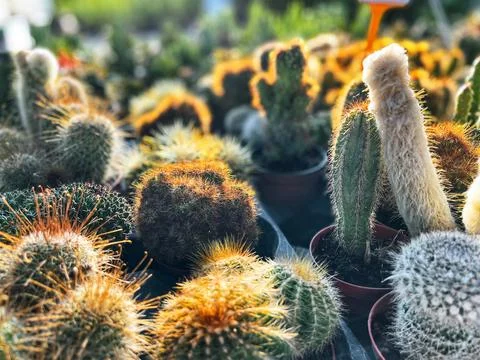 Sunlight reflection Stock Photos