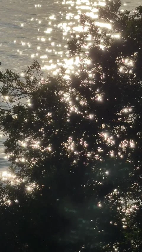 Sunlight Reflection On Sea Through Tree Stock Footage 342499793