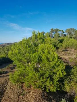Sunlight reflection on a young pine tree Stock Photos