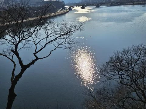 Sunlight Reflections on Lake Framed by Bare Trees Stock Photos