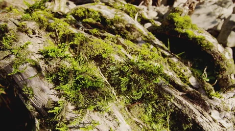 Sunlight Reflections Mossy Wood Close up lichen Also in 4K  Stockbeeldmateriaal 40749818