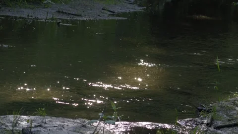 Sunlight Reflections on River Water Surface with Swarming Insects in 4K Stock Footage 336981359