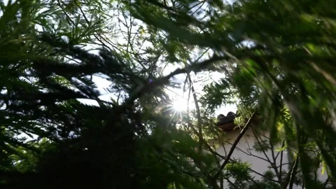 Sunlight Reflections Through Mimosa Tree Leaves – 4K Stock Footage 311203554