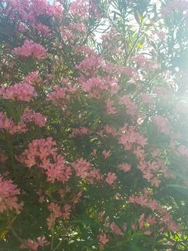Sunlight reflects on the oleander Stock Photos