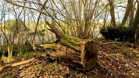 Sunlight reflects on the surface of an old tree trunk in the forest, highlightin 스톡 동영상 330793256