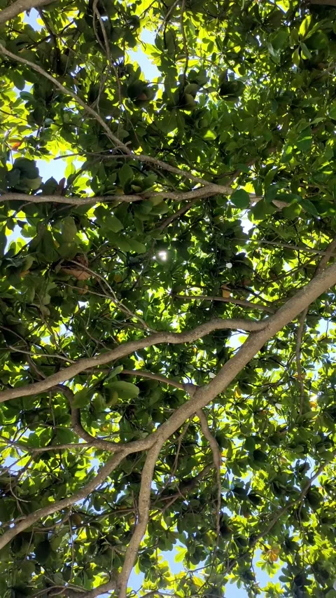 Sunlight refracts between the gaps in the tree leaves with rotating camera Stockbeeldmateriaal 274304395