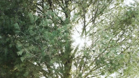 Sunlight is revealed behind an evergreen tree in the wintertime. Stock Footage 303100715