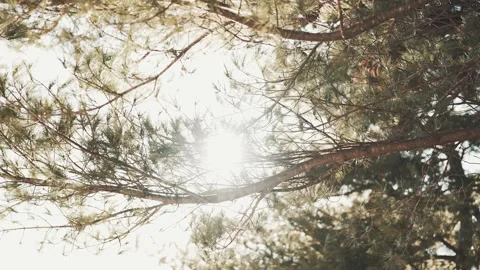 Sunlight is revealed through an evergreen tree in the wintertime with other tree Stock-Footage 266843458