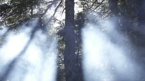 Sunlight revealing smoke drifting in front of tree Stock Footage 323970065