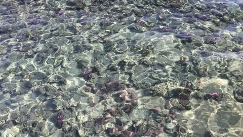 Sunlight ripples across shallow tropical water revealing colorful coral heads an Stock Footage 310540655