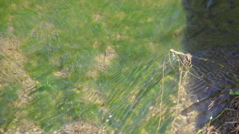 Sunlight on Rippling Mossy Stream. Stock Footage 307602680