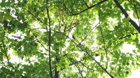 Sunlight running through tree canopies Stock Footage 163351173