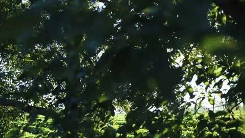 Sunlight running through tree canopies Stock Footage 163592972