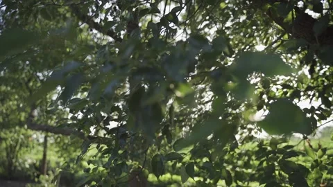 Sunlight Running Through Tree Canopies Stock Footage 165379577