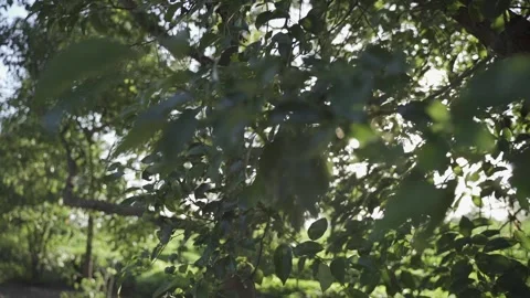 Sunlight Running Through Tree Canopies Stock Footage 165380649
