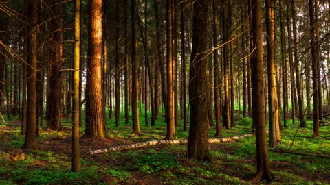 Sunlight runs through pine and spruce forest. Sunset view of pine forest Stock Footage 170438990