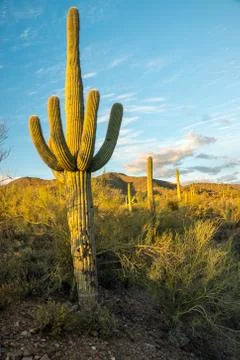 Sunlight Saguaro Stock Photos