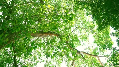 Sunlight is seen through the branches and the leaves. The leaves of the big t 스톡 동영상 272586041