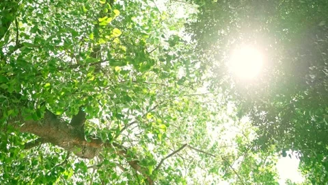 Sunlight is seen through the branches and the leaves. The leaves of the big t Stock Footage 272586241