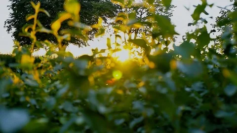 Sunlight seep through leaves and fuzz fly around at summer evening during sun Stock Footage 89719858