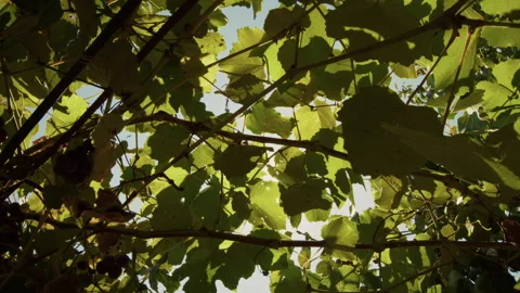 Sunlight seeping through grape leaves Stock Footage 282963129