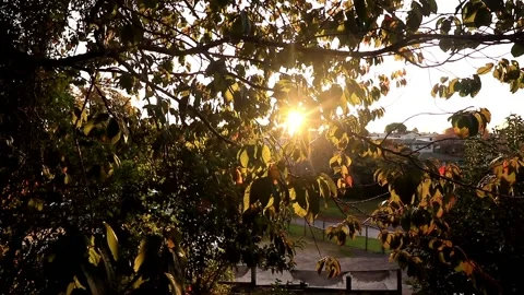 Sunlight seeping through leaves Stock Footage 146046398