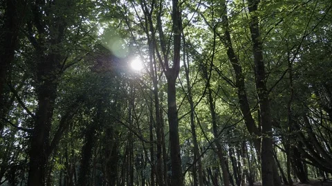 Sunlight seeping through tall trees in south wales uk. Tracking shot. Stock Footage