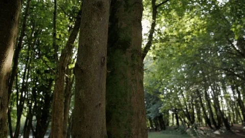 Sunlight seeping through tree leaves south wales uk. Stock Footage 113748259