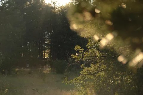 Sunlight seeping through the trees Stock Photos