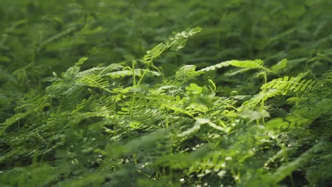 Sunlight on Sengon Tree Seedlings, Borneo, HD Stock Footage 148187378