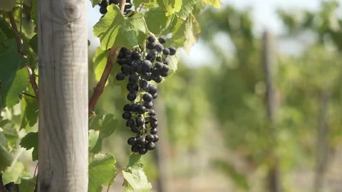 Sunlight in a serene vineyard environment 스톡 동영상 323364510