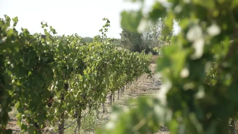 Sunlight in a serene vineyard environment Stock Footage 323364713