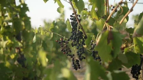 Sunlight in a serene vineyard environment Video stock 323366288