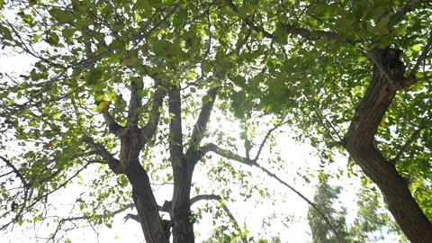 Sunlight in the shade of trees Stock Footage 233323382