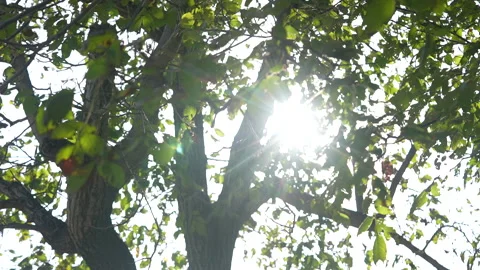 Sunlight in the shade of trees Stock Footage 233323758