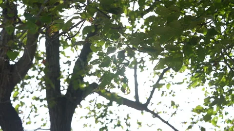 Sunlight in the shade of trees Stock Footage 233323787