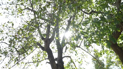 Sunlight in the shade of trees Stock Footage 233323986