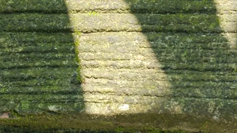 Sunlight shadows moving across a textured mossy stone wall surface Stock Footage 341957204