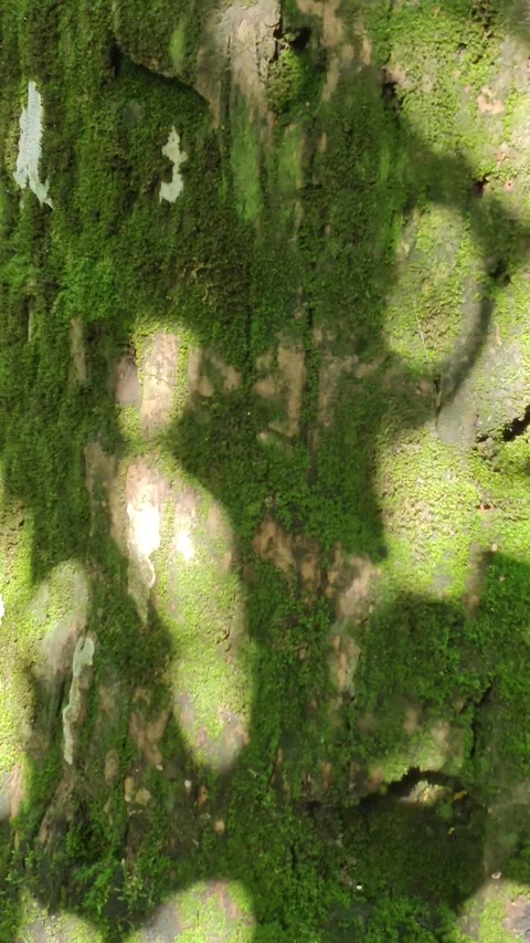 Sunlight shadows moving on mossy tree bark texture in a forest Stock Footage 341956192