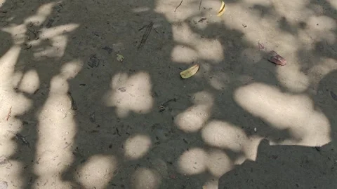Sunlight shadows of tree leaves moving on the ground, natural outdoor light. Stock Footage 341952582