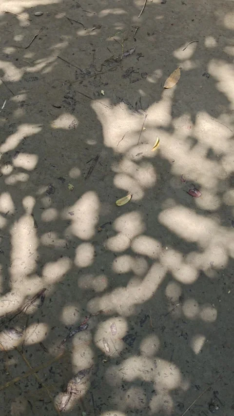 Sunlight shadows of tree leaves moving on a textured ground surface Stock Footage 341956557