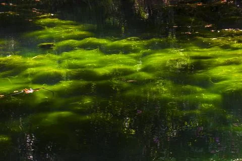 Sunlight shimmering across algae on a calm lake Stock Photos