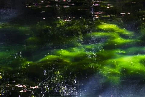Sunlight shimmering across algae on a calm lake Stock Photos