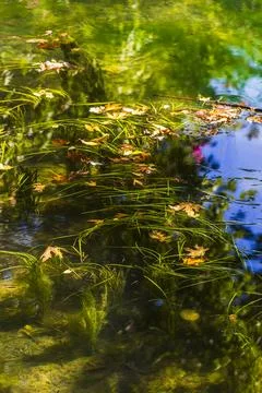 Sunlight shimmering across algae on a calm lake Stock Photos