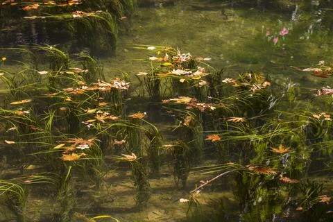 Sunlight shimmering across algae on a calm lake Stock Photos