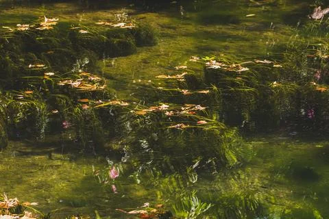 Sunlight shimmering across algae on a calm lake Stock Photos