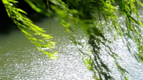 Sunlight shimmering on a calm river surface through willow branches Stock Footage 341940159