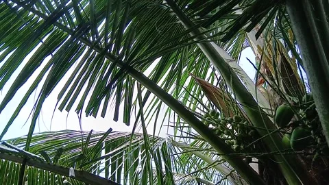 Sunlight Shimmering On Coconut Leaves Stock Footage 328564468