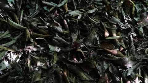 Sunlight shimmering on dry fallen leaves creating a peaceful summer mood Stock Footage 337392710